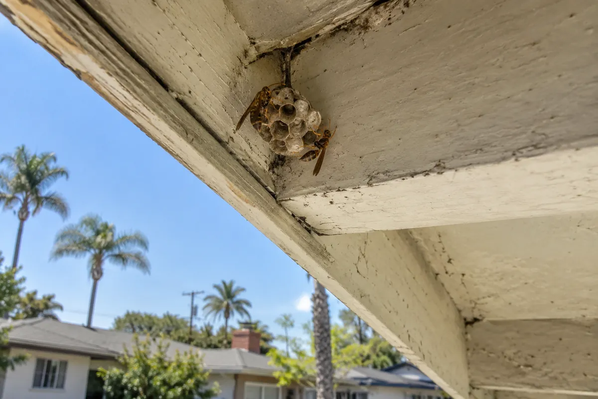 Paper wasp nest under a roof eave, wasp and yellowjacket control in Folsom, CA